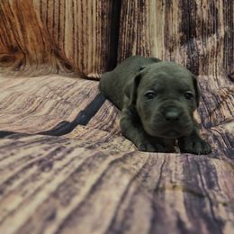 Green Collar - Gray female Cane Corso puppy in Fritch, Texas from Carrie Brown's Cane Corsos
