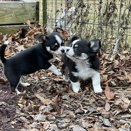 Chihuahua Puppies from Knox Rock'n Chihuahuas