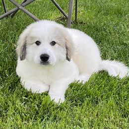 One Boy - White and badger male Great Pyrenees puppy in Milton Freewater, Oregon from Polar Light Great Pyrenees