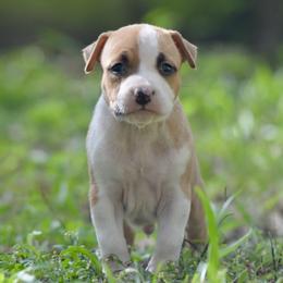 Boy 5 - Red male American Staffordshire Terrier puppy in St. Augustine, Florida from LBK & Ancient City