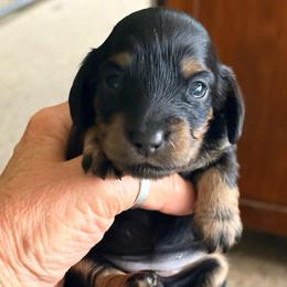 Black and Tan-Cream Female - Black and tan female Dachshund puppy in Medina, Ohio from STORIED DOXIES
