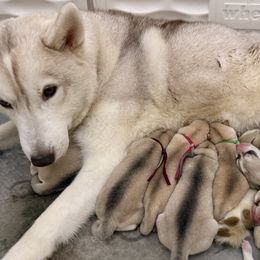Fox (Blue) - Delivery Available - Gray and white male Siberian Husky puppy in Los Angeles, California from Limitless Huskies
