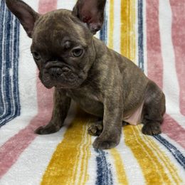 French Bulldog Puppies from South Texas Frenchies