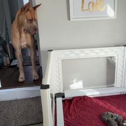 Great Danes from Cambridge Danes House of Great Danes