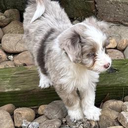 Aussiedoodle and Miniature American Shepherd Puppies from Lori Davis