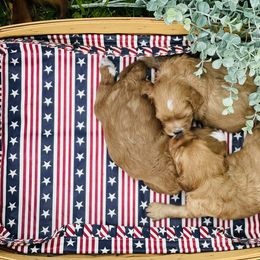 Cavapoo Puppies from Wednesday & Co