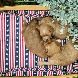 Cavapoo Puppies from Wednesday & Co