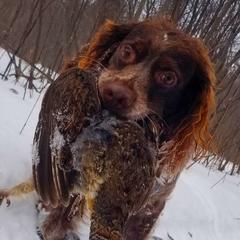 Jyncks - French Brittany