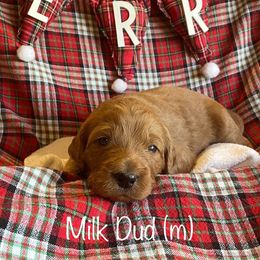 Bernedoodle puppies from Kansas City Doodles