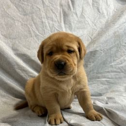 Red - Yellow female Labrador Retriever puppy in Iowa City, Iowa from Country Road Acres