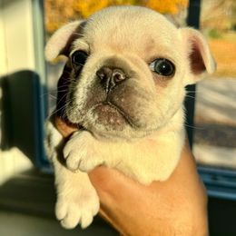 Mr. Snowman - French Bulldog puppy from Le Luxe Frenchies