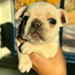 Mr. Snowman - French Bulldog puppy from Le Luxe Frenchies