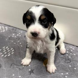 Fancy - Black tri-color female Aussiedoodle puppy in Heber City, Utah from Junipersdoodles
