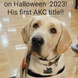 Garth - Labrador Retriever