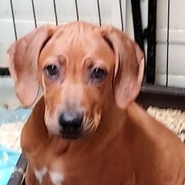 Girl 1 - Rd whtn blk nose Rhodesian Ridgeback puppy in Sebastopol, California from Willowist Rhodesian Ridgebacks