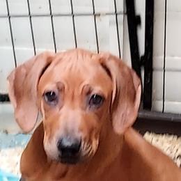 Girl 1 - Rd whtn blk nose Rhodesian Ridgeback puppy in Sebastopol, California from Willowist Rhodesian Ridgebacks