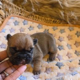 (M3) - Fawn and white male French Bulldog puppy in Springfield, Missouri from #1 Frenchies aka Nokie's Bullies