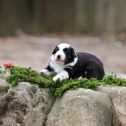 Chanterelle - Black Border Collie puppy in South Carolina from Blackbird Kennels