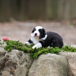 Chanterelle - Black Border Collie puppy in South Carolina from Blackbird Kennels