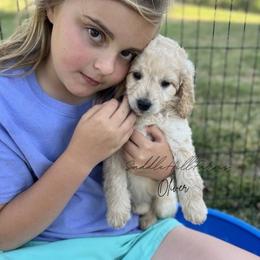 Oliver 1725 - Apricot male Goldendoodle puppy in Rienzi, Mississippi from Saddle Hill Farms
