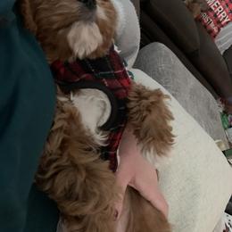 Bernedoodle, Cavalier King Charles Spaniel, and Cavapoo Puppies from Harper Haven Cavaliers & Doodles