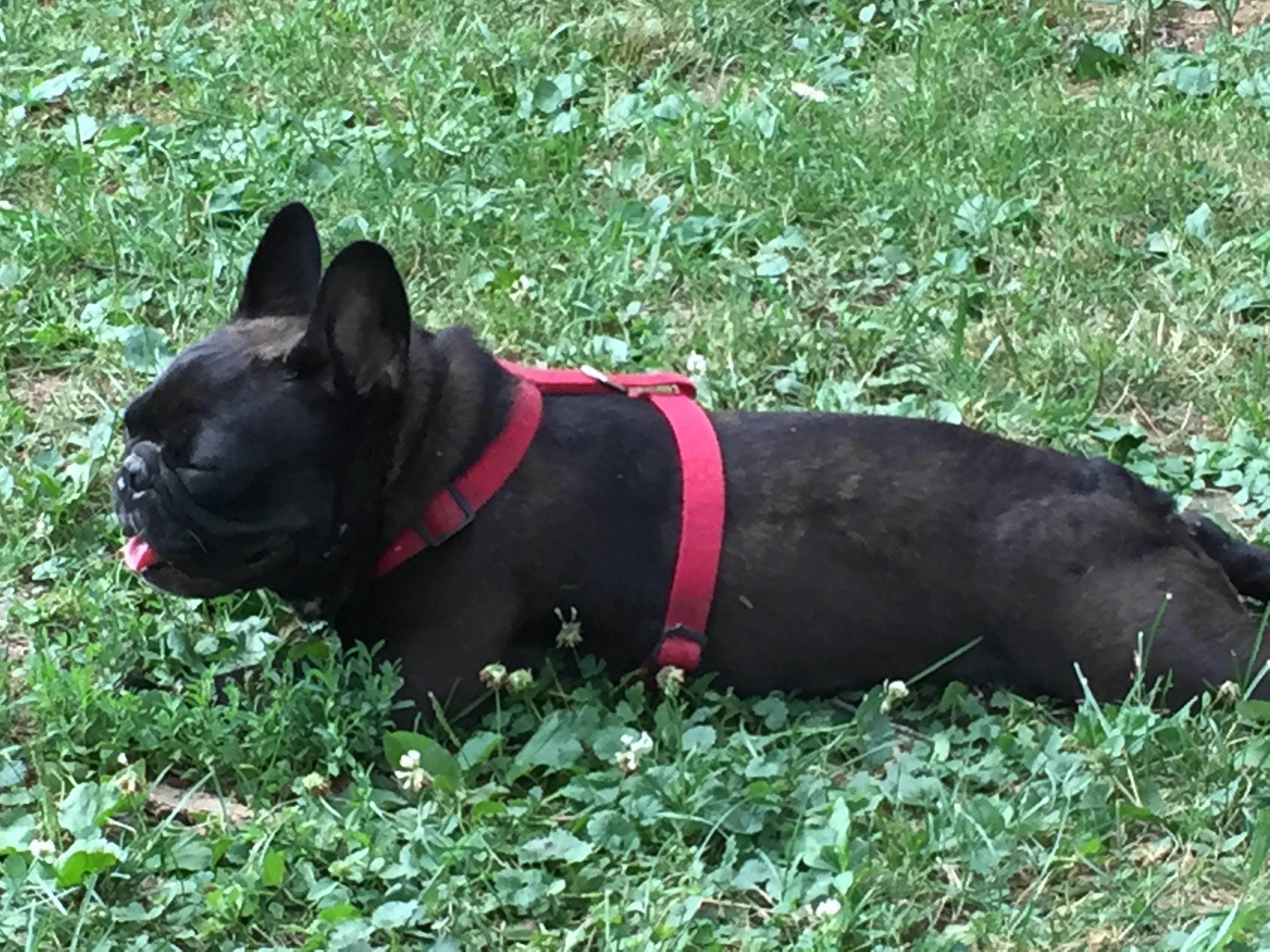 Bella in the twilight