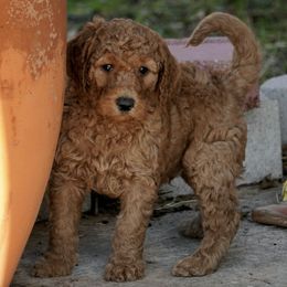 Goldendoodles from Spoiledrottn4u