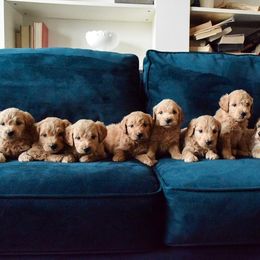 Goldendoodle and Labradoodle Puppies from Artisan Doodles