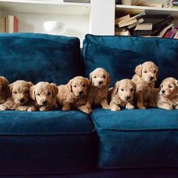 Goldendoodle and Labradoodle Puppies from Artisan Doodles
