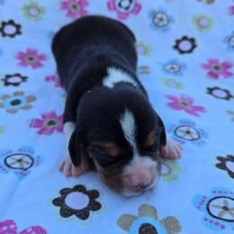 Daisy - Black red and white female Beagle puppy in Bethany, Missouri from Fox Creek Beagles