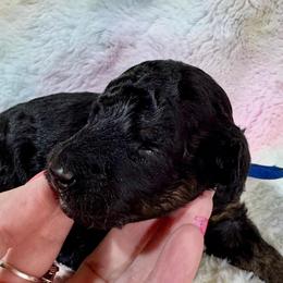 Blue - Phantom male Poodle puppy in Simms, Texas from Donna’s Aussies & Pink Heart Poodles