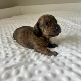 Red Brindle female - Brindle female Dachshund puppy in Shelley, Idaho from Journey’s End Dachshunds