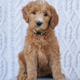 Goldendoodle puppies from Abner Creek Poodles & Doodles