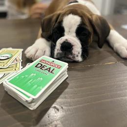 Boxer Puppies from Von Royal Dell’Infinite