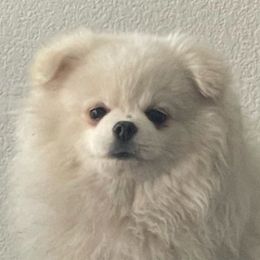 Vivienne - Pomeranian