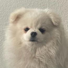 Vivienne - Pomeranian