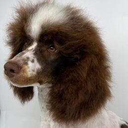 Hollywood - Poodle