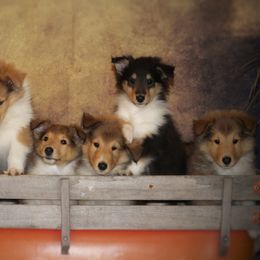 Collie Puppies from Circle H Farm