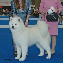 Kashmir - Samoyed