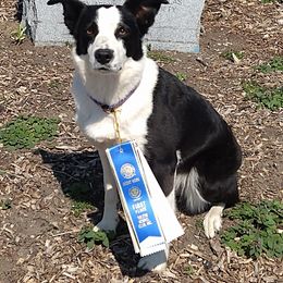 Dottie - Border Collie