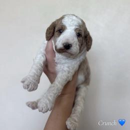 Crunch - Parti male Goldendoodle puppy in Crothersville, Indiana from Wischmeier’s Doodles
