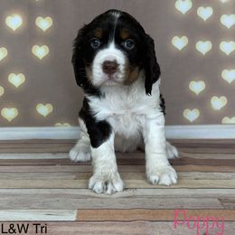 Poppy - English Springer Spaniel puppy in Pine Island, Minnesota from Country Breeze Springer Spaniels