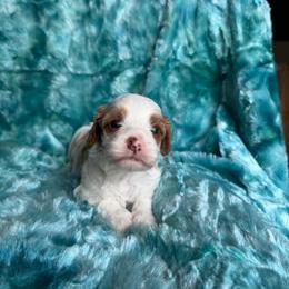 Bailey - Blenheim female Cavapoo puppy in Knoxville, Tennessee from Rocky Top Cavapoos