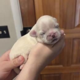 Hazel - Cream female Pekingese puppy in Kingman, Arizona from Harveys