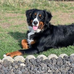 Bernese Mountain Dog Puppies from J & J Meadows
