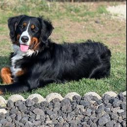 Bernese Mountain Dog Puppies from J & J Meadows
