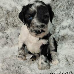 Stetson - Merle male Goldendoodle puppy in Eau Claire, Wisconsin from Fisher River Doodle's