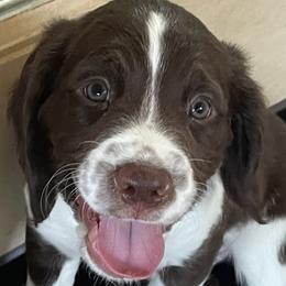 English Springer Spaniels from Country Estates Spaniels