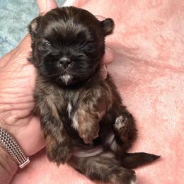 Chico - Brindle male Shih Tzu puppy in Victorville, California from RUMBLE n TUMBLE