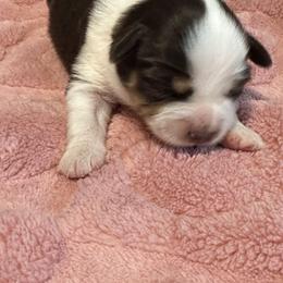 Miniature American Shepherd Puppies from Bond’s MAS